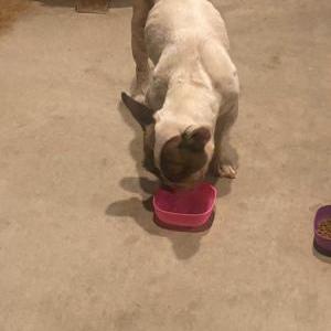 Found Dog unknown