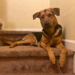 Lost Dog Bama Troup