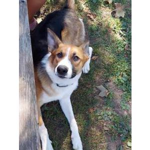 Lost Dog thor