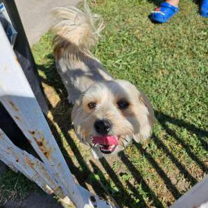 Found Dog Unknown