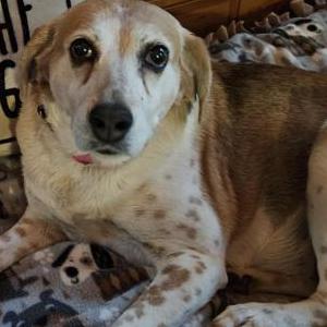 2nd Image of Annie Loo, Lost Dog