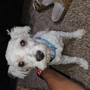 Found Dog Unknown