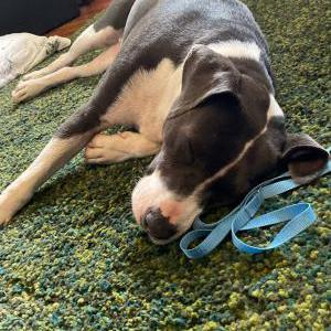 Found Dog Unknown