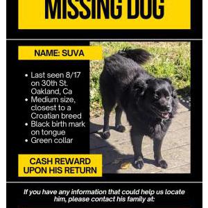 Lost Dog Suva