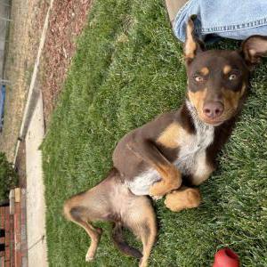 Found Dog Unknown