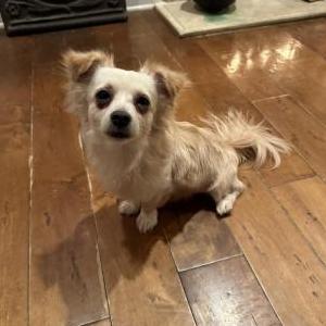 Lost Dog Pup-pup