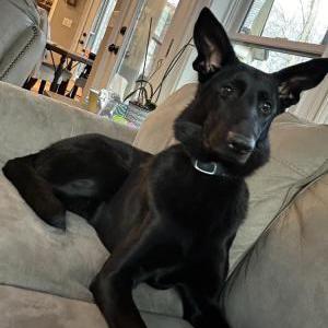Lost Dog Rachel