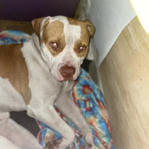 Lost Dog Zeke