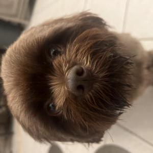 Lost Dog Milo