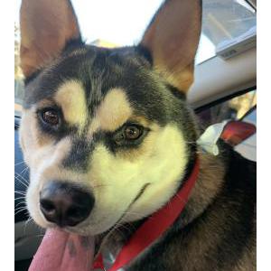 Lost Dog Enzo Worlds