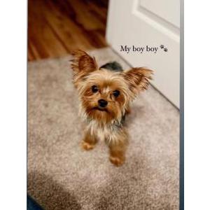 Lost Dog Dollar