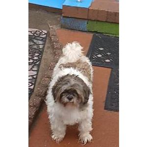 Lost Dog Lulu