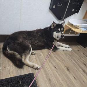 Lost Dog Shadow