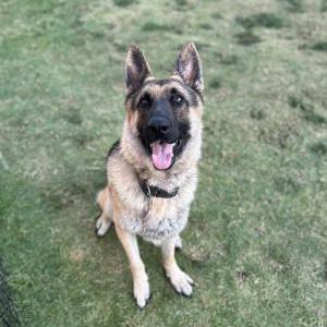Lost Dog Draco