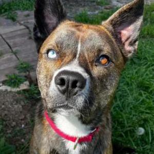 Lost Dog Kovu