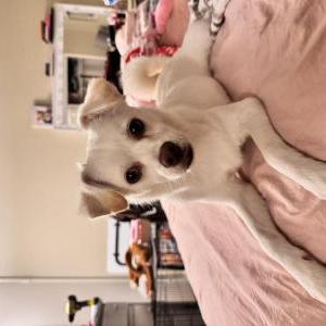 Lost Dog angie