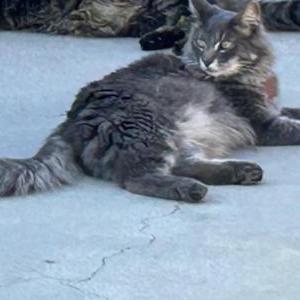 2nd Image of SMOKEY, Lost Cat