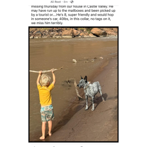 Lost Dog Louie