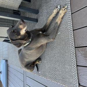 Found Dog Shelia possibly? 