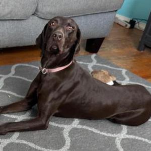 Image of Bella, Lost Dog