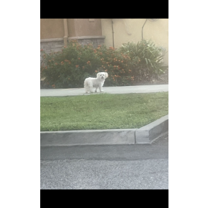 Lost Dog Roxy