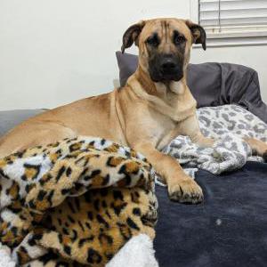 Lost Dog Toby