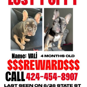 Lost Dog Vali