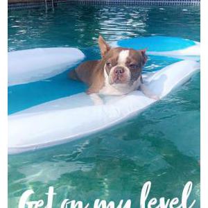 Lost Dog Miles (Brown Boston)