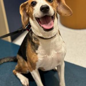 Lost Dog Lucy