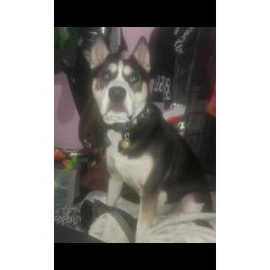 Lost Dog Gucci