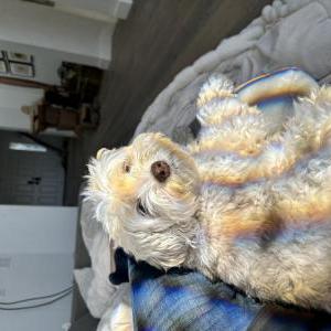 Lost Dog Bonnie