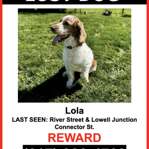 Lost Dog Lola