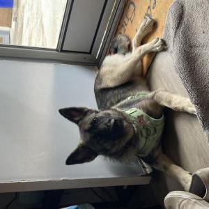 Lost Dog Runa