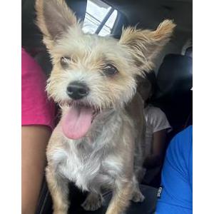 Lost Dog luna