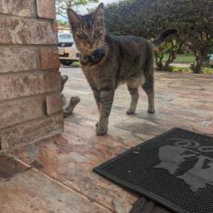 Lost Cat Bouzer