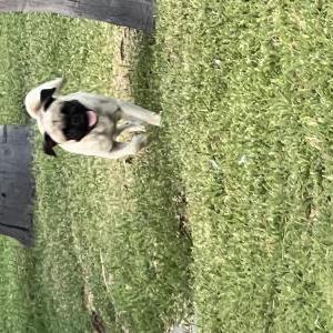 Found Dog Unknown
