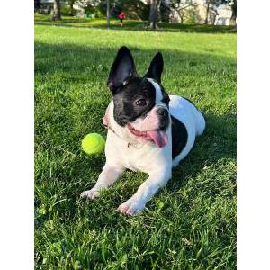 Lost Dog Nala
