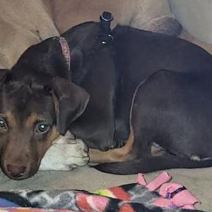 Lost Dog Bug