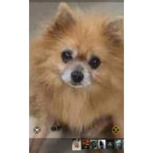 Image of Unknown, Found Dog