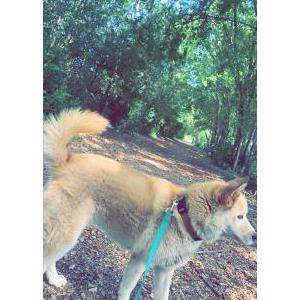 Lost Dog Nala