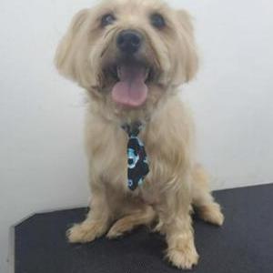 Lost Dog Toastie