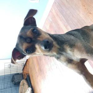 Lost Dog Peanut Butter