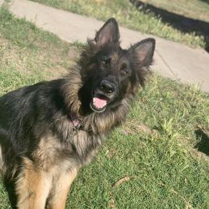 Lost Dog Shalay