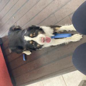 Found Dog Molly