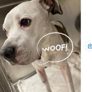Lost Dog Kima