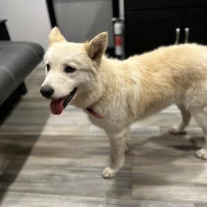 Found Dog Unknown