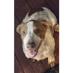 Lost Dog Cowboy