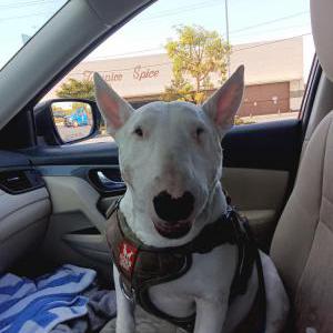 Lost Dog JB