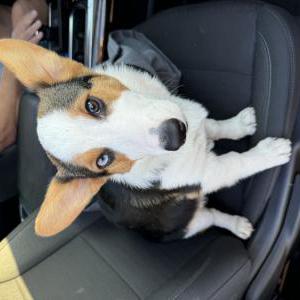 Found Dog Unknown  no tag/coll