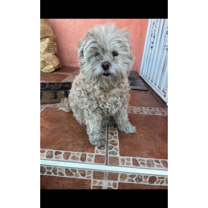 Lost Dog Lemi